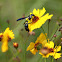 Potter Wasp