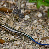 Blue tailed Skink