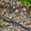 Blue tailed Skink