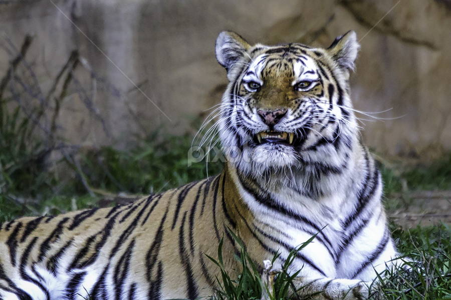 Tiger Grin by Carol Plummer - Animals Lions, Tigers & Big Cats