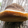 Horsehoof Fungus