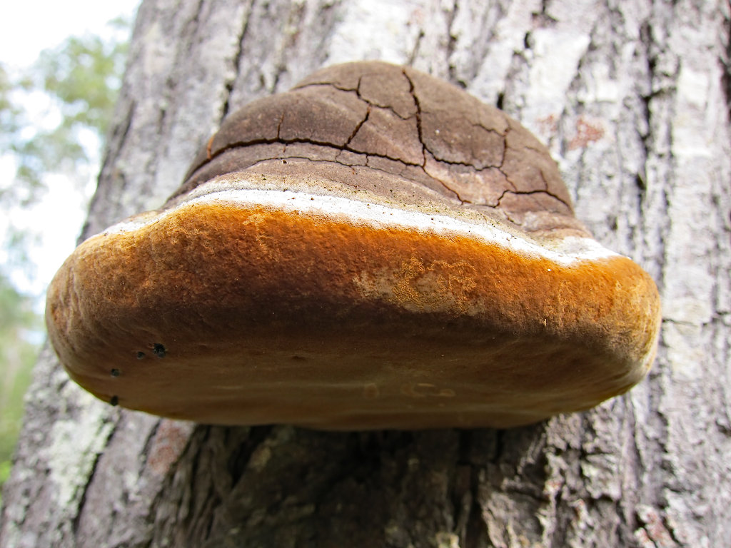 Horsehoof Fungus