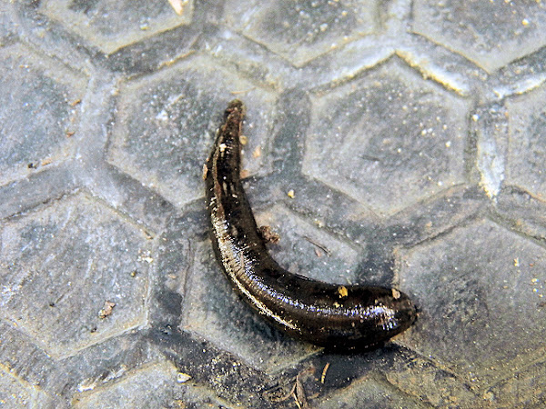 terrestrial leech ('lintah' locally) | Project Noah