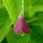 Southern Pink Moth