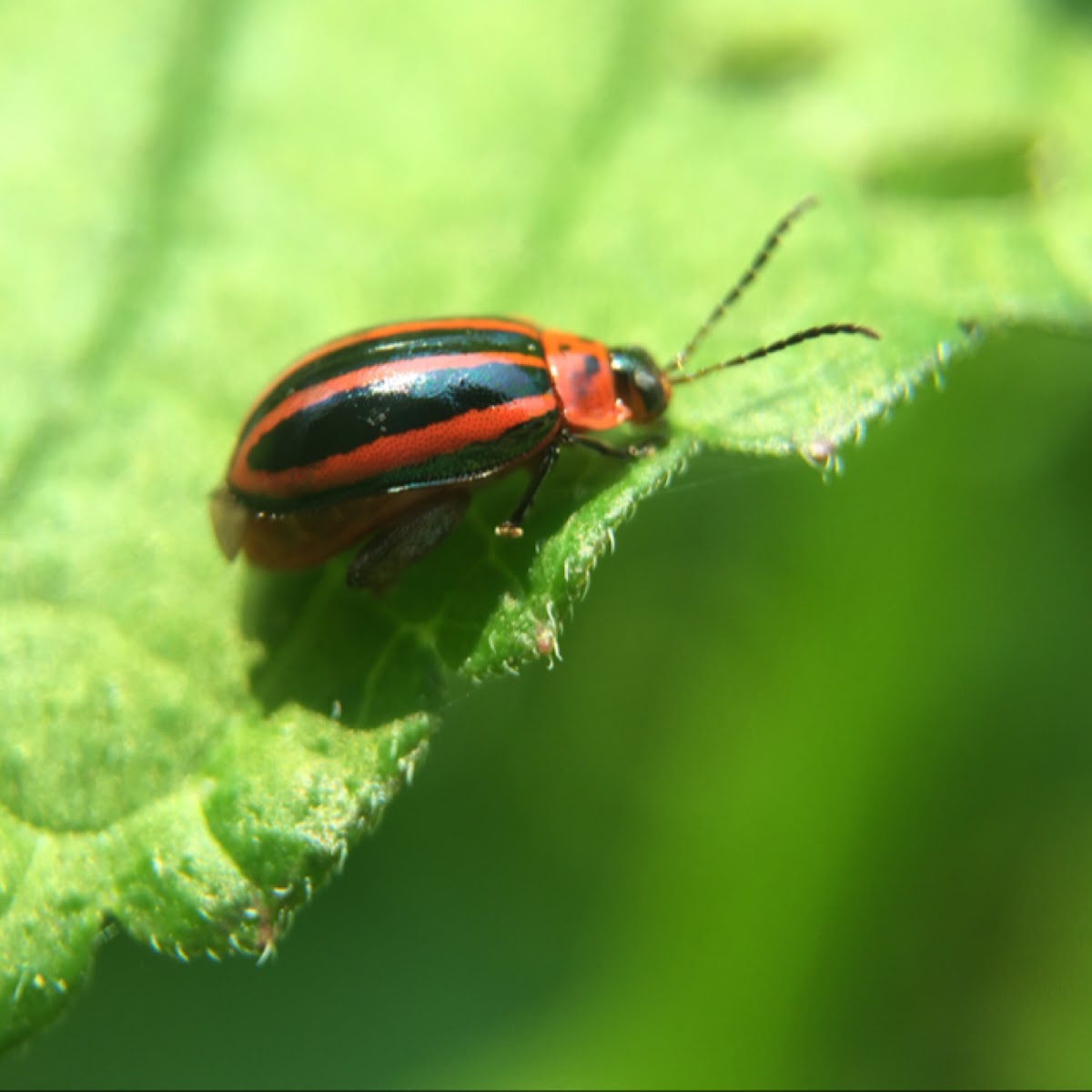 Disonycha Flea Beetle