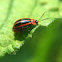 Disonycha Flea Beetle