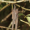 Bagworm Moth Case