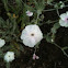 White Rose Campion