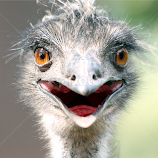 Emu by Owen Taylor -  