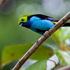 Paradise Tanager