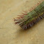 Palmking Green Caterpillar