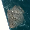 Leopard ray