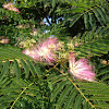 Mimosa, or Persian silk tree