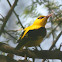 Indian Golden Oriole