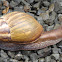 East African land snail