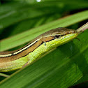 Asian Grass Lizard