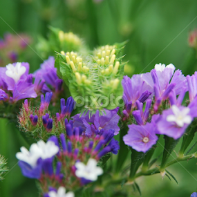 Mosaico by Francisco Andrade - Flowers Flowers in the Wild