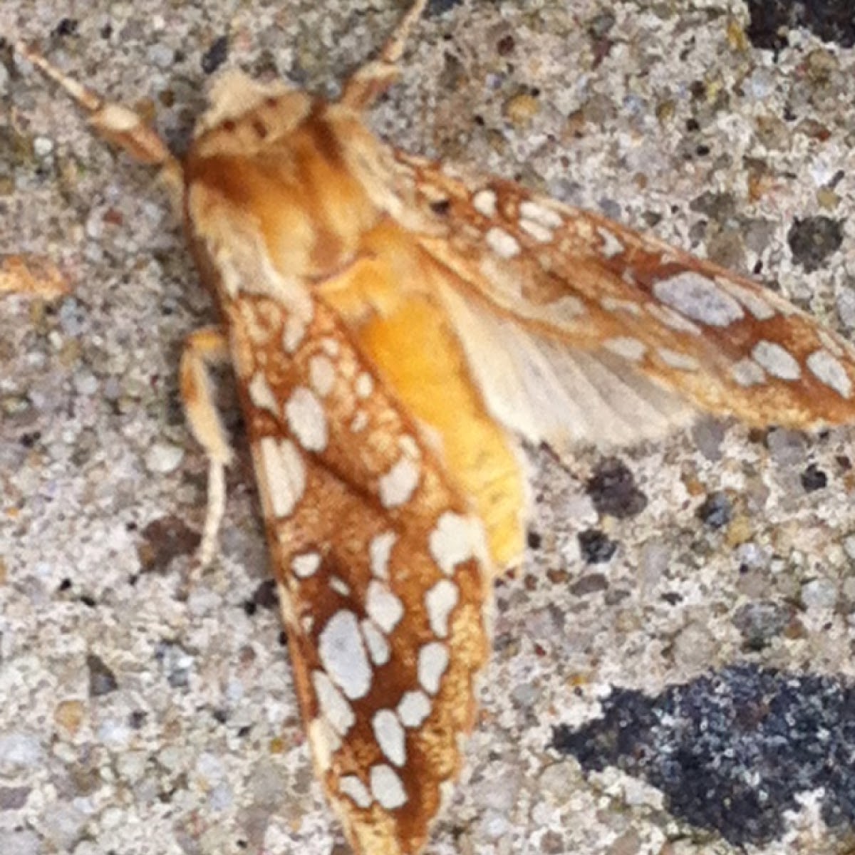 Hickory Tussock Moth