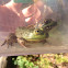 American Bullfrog and Green Frog