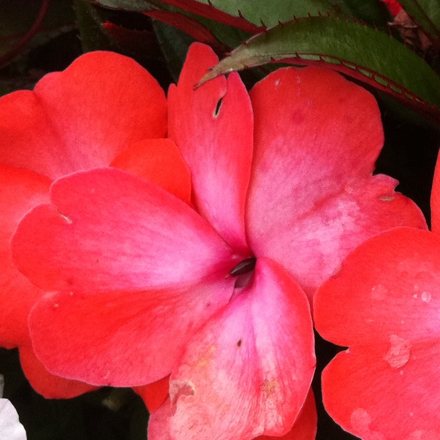 New Guinea Impatiens