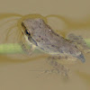 Sierran Treefrog (froglets & tadpoles)