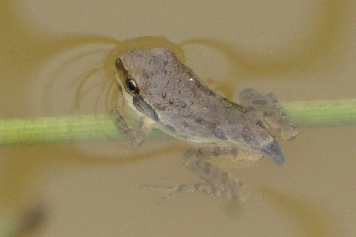 Sierran Treefrog (froglets & tadpoles)