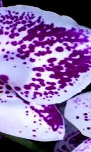 How to mod Love Orchid Live Wallpaper patch 1.1 apk for pc