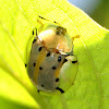 Spotted Tortoise Beetle