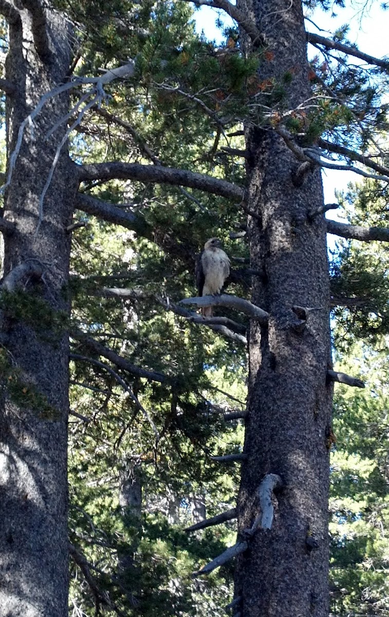 Red-tailed Hawk