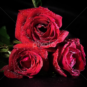 Pink Roses by Monzur Sazid Ahmed - Flowers Flower Arangements