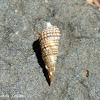 Horn Snail Shell