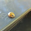 Asian ladybug (Harmonia axyridis)