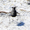 S-banded Tiger Beetle