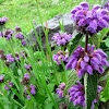 Purple Jerusalem Sage, Purple Lampwick plant