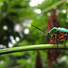 Jewel Bug or Lychee Shield Bug