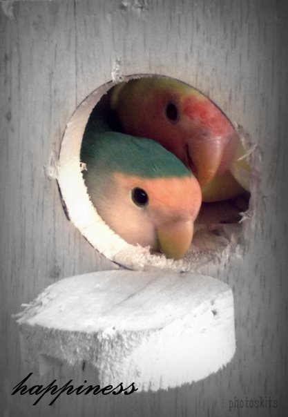 Peach-faced Lovebird