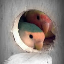 Peach-faced Lovebird