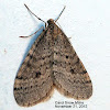 Bruce Spanworm Moth