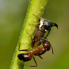 Treehopper and an Ant