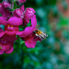 bumble bee on a snapdragon
