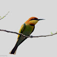 The Birds of Kerala