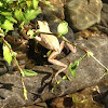 Sierra Tree Frog
