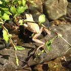 Sierra Tree Frog