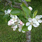 Pear/Apple flower