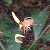 Red Tent Spider