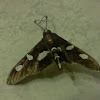 Grape Leaf Folder Moth
