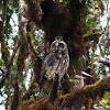 Stygian owl