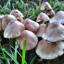 mushroom bunch
