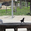 Great-tailed Grackle