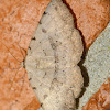 Moon-lined moth